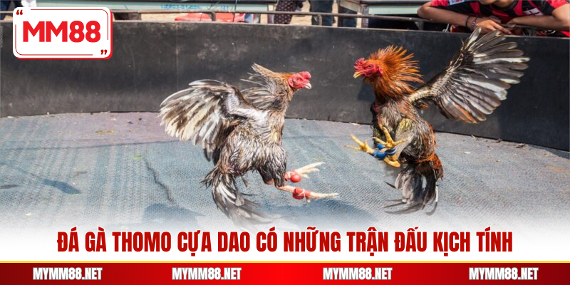 Đá gà Thomo cựa dao có những trận đấu kịch tính